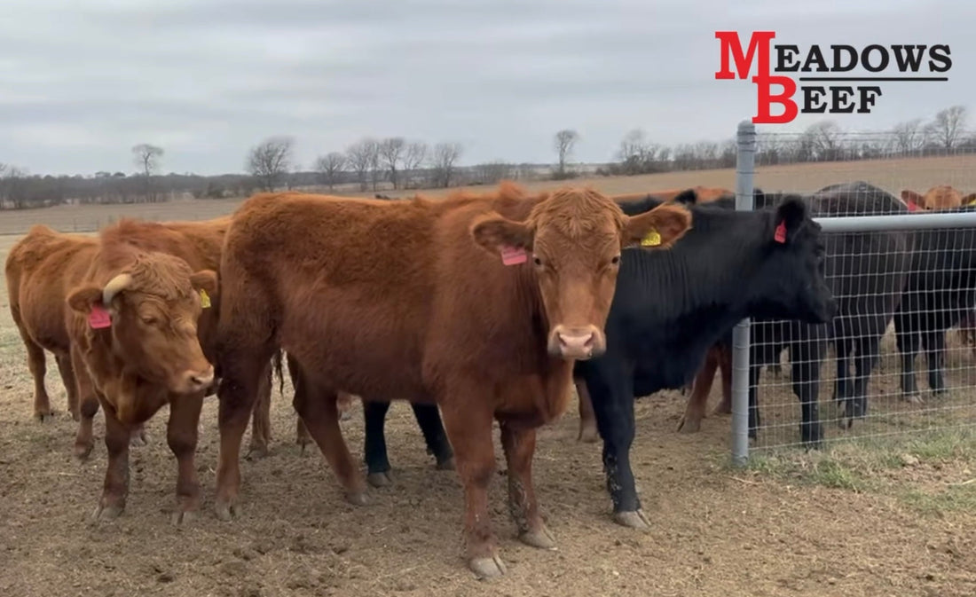 Sorting Cattle the Meadows Beef Way