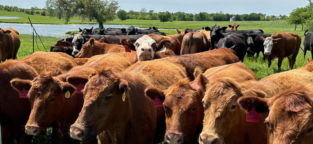 Why Meadows Beef Grass Fed?